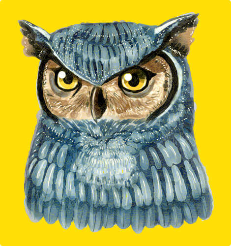 owl